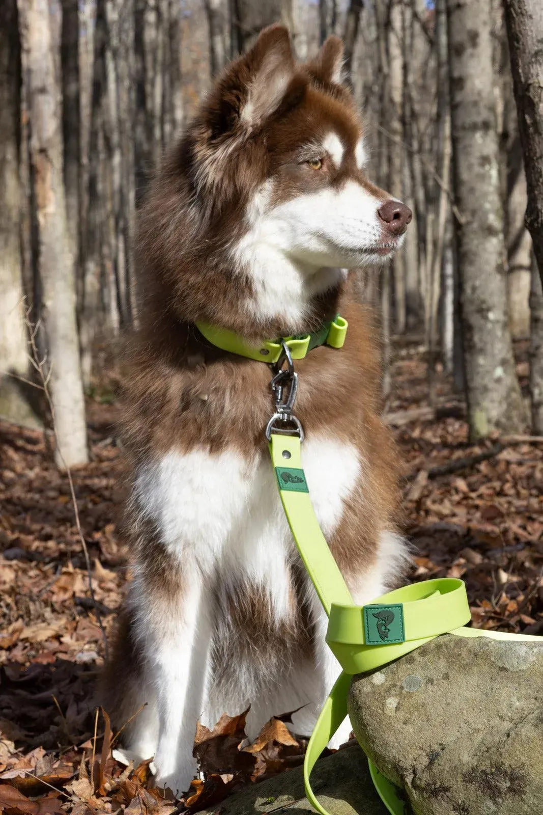 Wool Baseball Hat with Leash Matching Set